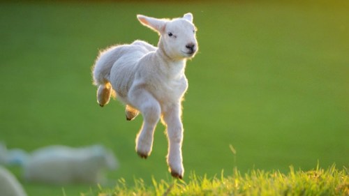 skipping lamb